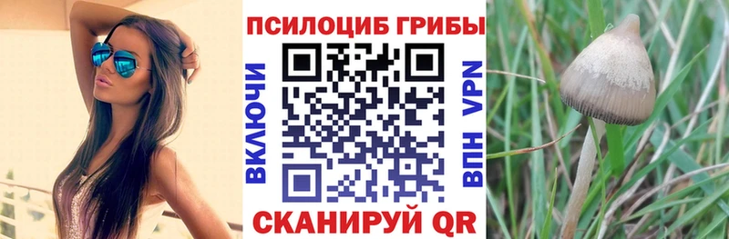 Галлюциногенные грибы Psilocybine cubensis  Купить  Алексеевка 